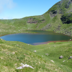 Etude des populations d'Amphibiens du Lac d'Arlet