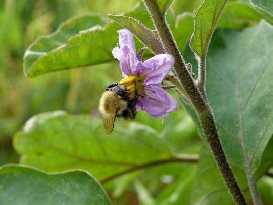 Un Bourdon pollinise une fleur d'Aubergine