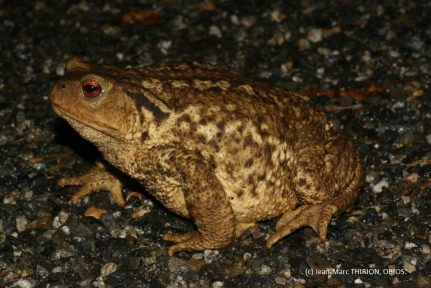 Bufo spinosus femelle (c) Jean-Marc THIRION, OBIOS.