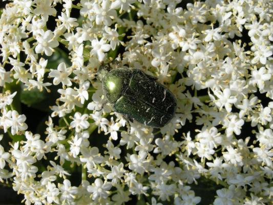 Cétoine dorée sur fleur de Sureau