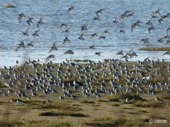 Comptage des Oiseaux de Bonne Anse