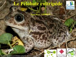 Diapositive Pélobate cultripède