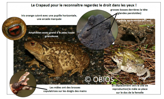 Enquete crapaud