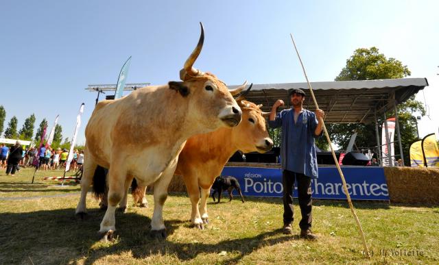 Fête du Marais poitevin 1