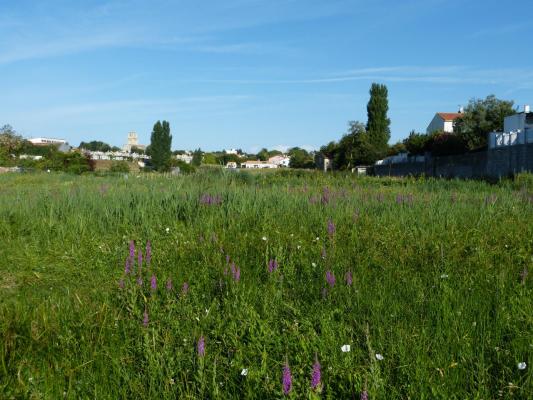 Prairie du Vallon de Ration