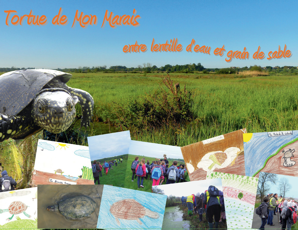 Tortue de Mon Marais