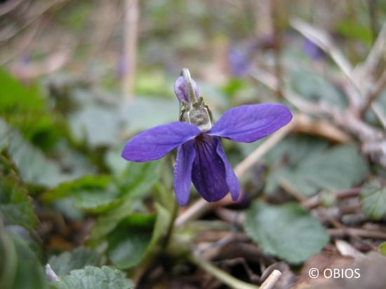 Violette (c) OBIOS